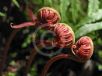 Blechnum cartilagineum