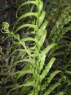 Blechnum cartilagineum