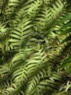 Blechnum cartilagineum