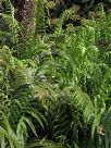 Blechnum cartilagineum