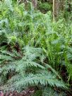 Blechnum cartilagineum