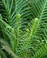 Blechnum gibbum