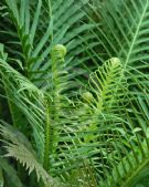 Blechnum gibbum