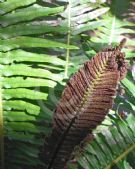 Blechnum nudum