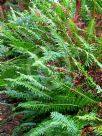 Blechnum nudum