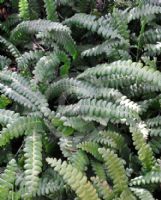 Blechnum penna-marina