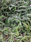 Blechnum penna-marina