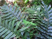 Blechnum wattsii